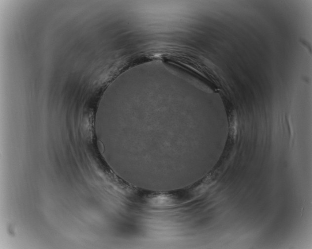 X0000099450460200805161026