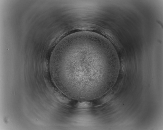 X0000099450461200805161026