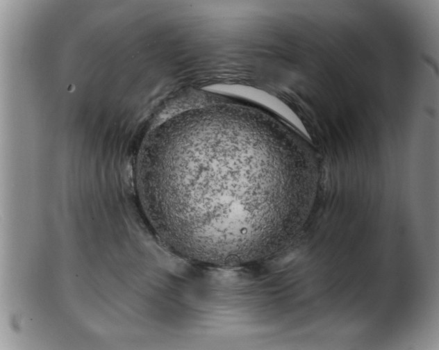 X0000099450523200805161025