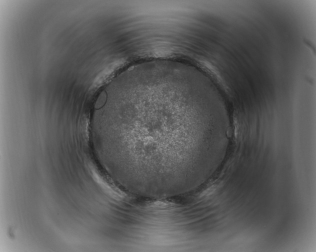 X0000099450542200805161024