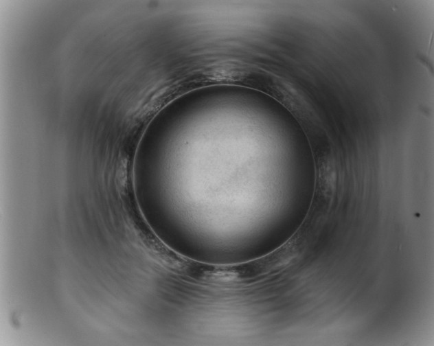 X0000099450554200805161025