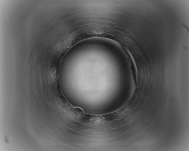 X0000099450559200805161025