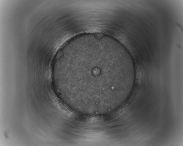 X0000099450584200805161024