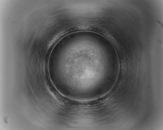 X0000099450626200805161023