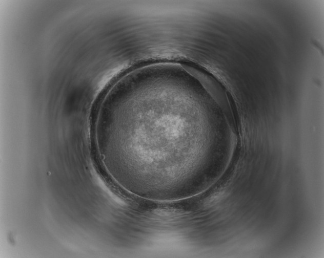 X0000099450630200805161023