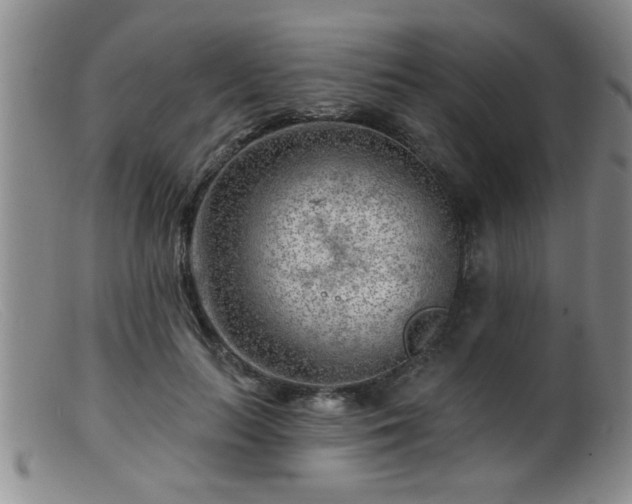 X0000099450647200805161023