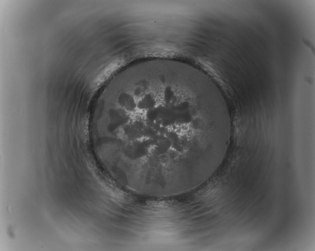 X0000099450679200805161023