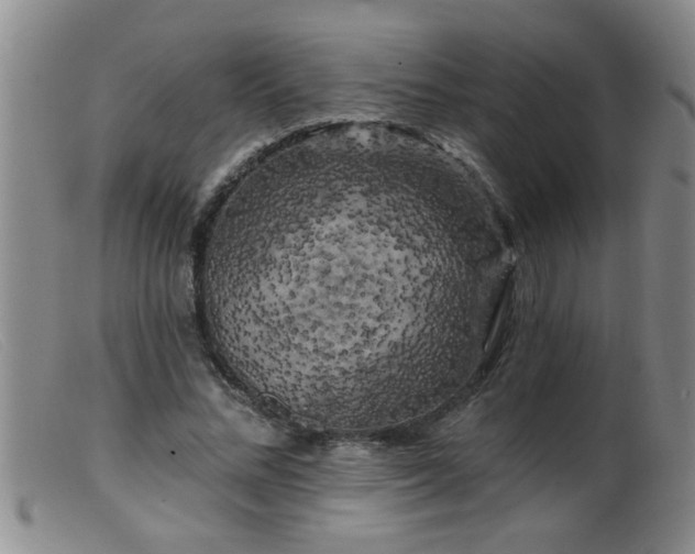 X0000099450684200805161023