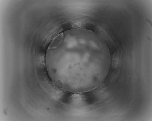 X0000099450699200805161022