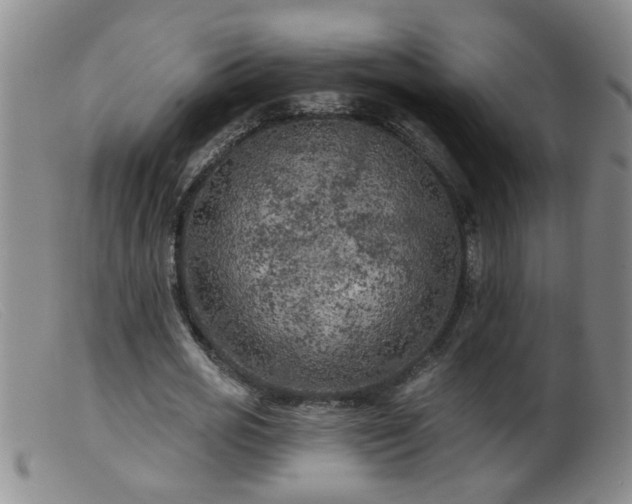 X0000099450725200805161021