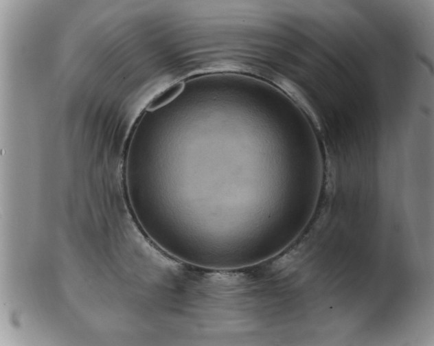 X0000099450805200805161021