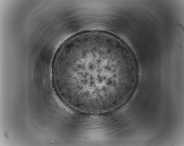 X0000099450840200805161020