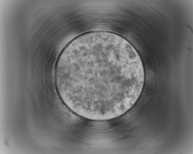 X0000099450856200805161020