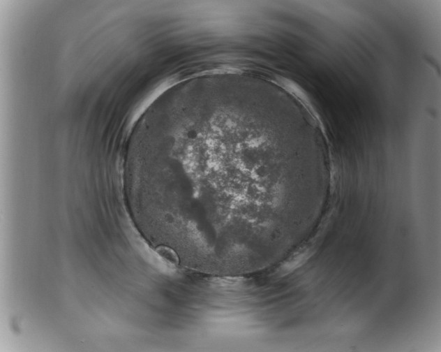 X0000099450859200805161020