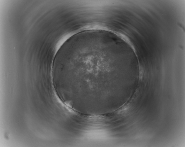 X0000099450863200805161020