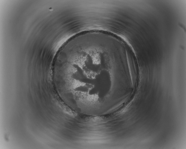 X0000099450879200805161019