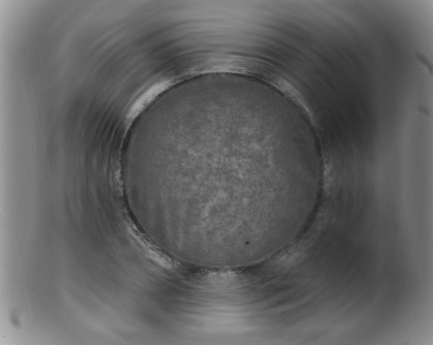 X0000099450882200805161019