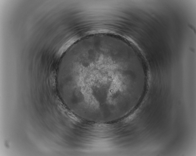 X0000099450921200805161018