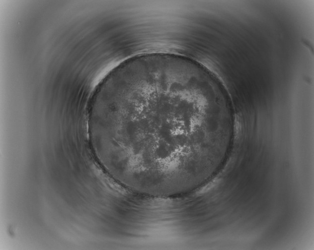 X0000099450925200805161018