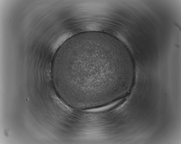 X0000099450930200805161018