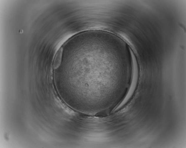 X0000099450948200805161019