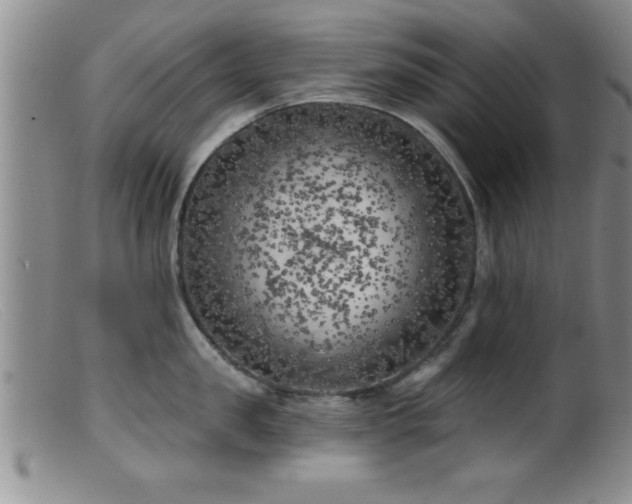 X0000099450957200805161019