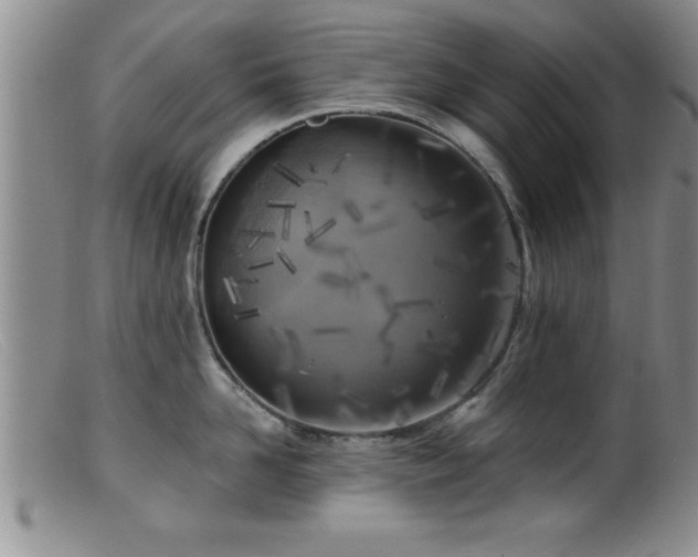 X0000099450958200805161019