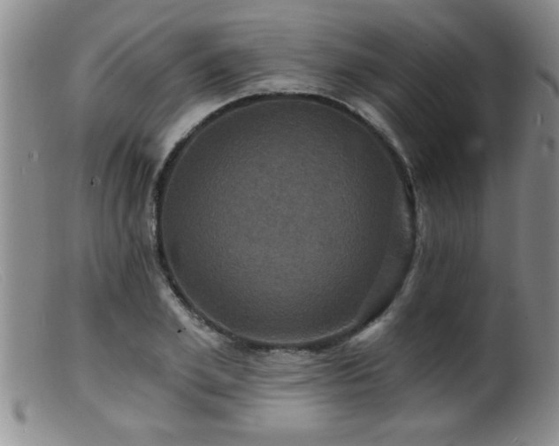 X0000099450981200805161018