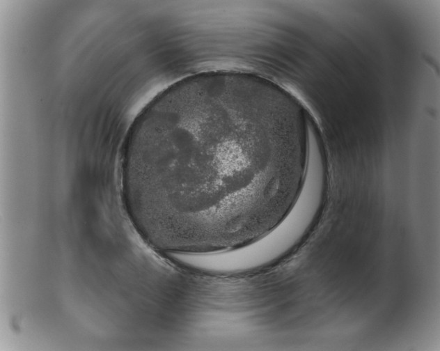 X0000099450983200805161018