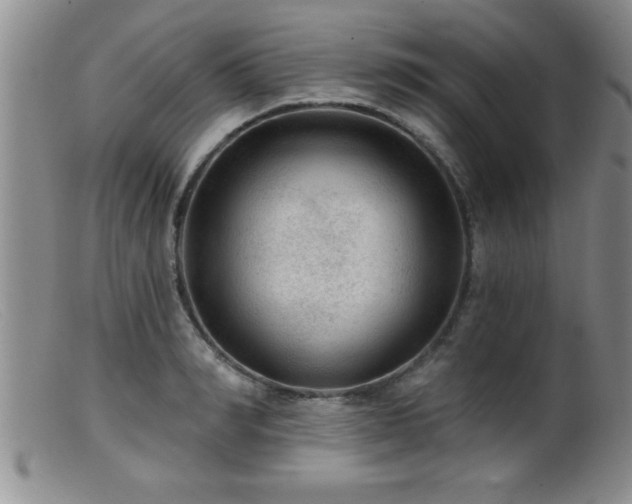 X0000099450990200805161018