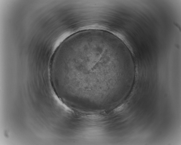 X0000099450998200805161018