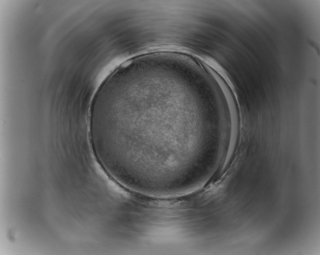 X0000099451005200805161018