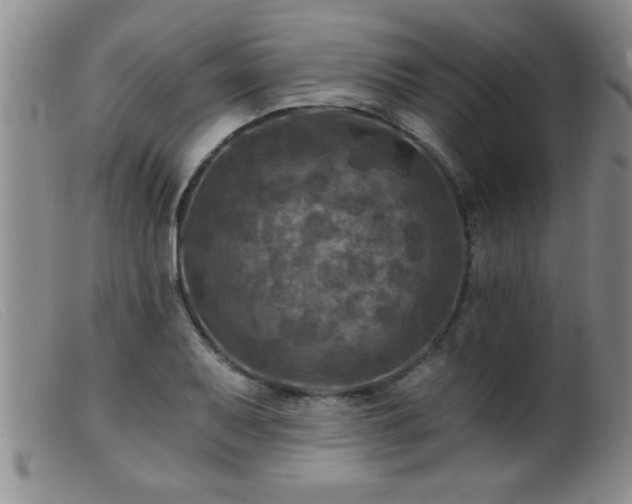 X0000099451079200805161016