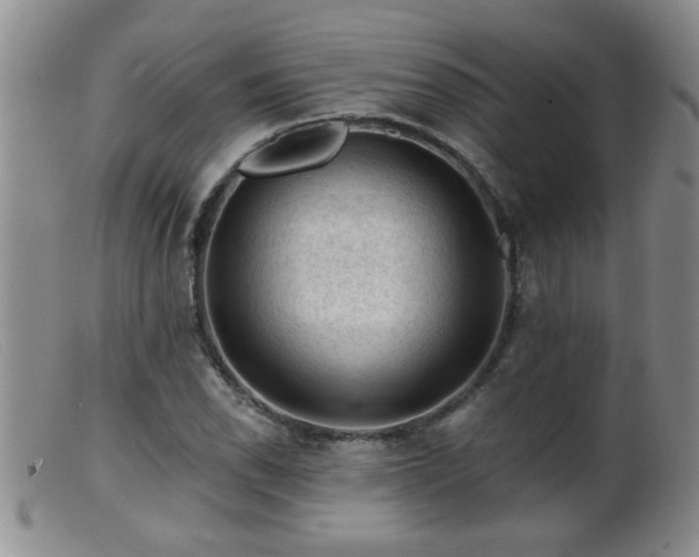 X0000099451118200805161015