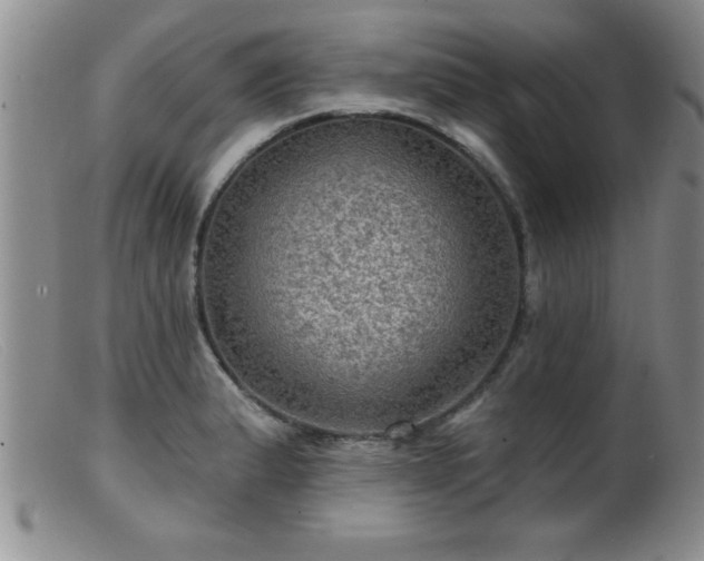 X0000099451183200805161015