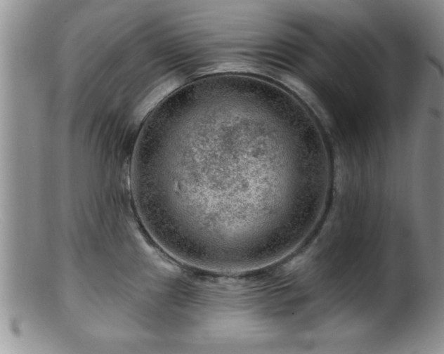 X0000099451241200805161014