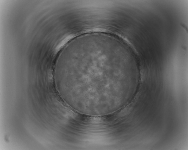 X0000099451266200805161013
