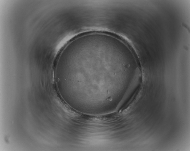 X0000099451271200805161013