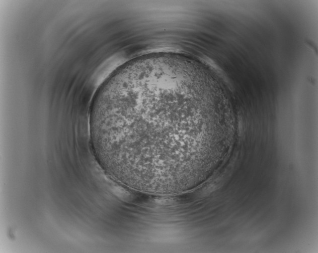 X0000099451274200805161013
