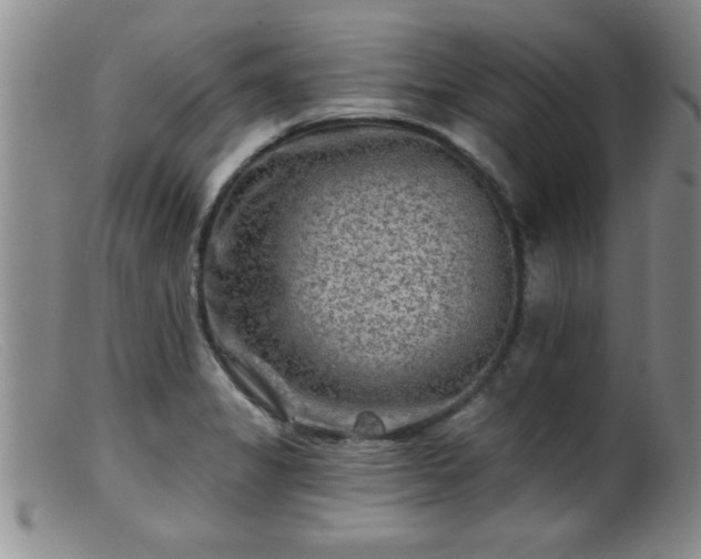 X0000099451325200805161013
