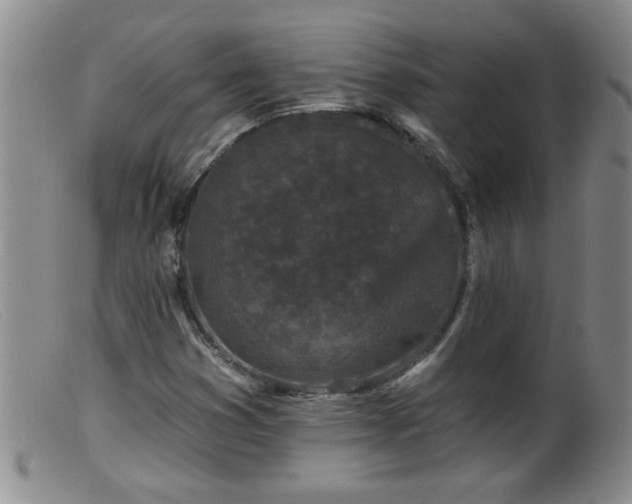 X0000099451353200805161012