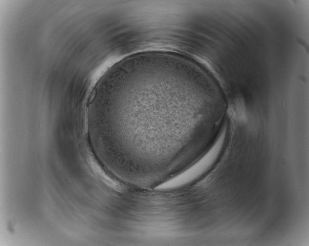 X0000099451371200805161012