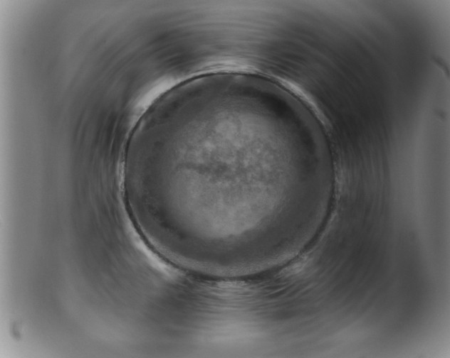 X0000099451383200805161012