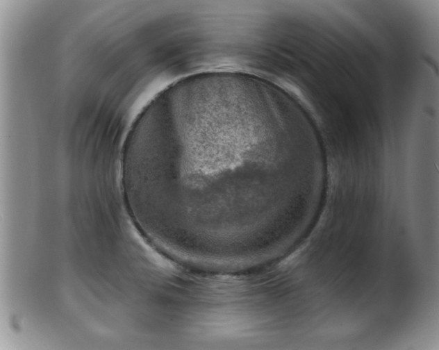 X0000099451424200805161011