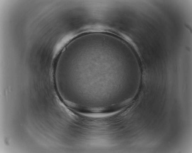 X0000099451464200805161010