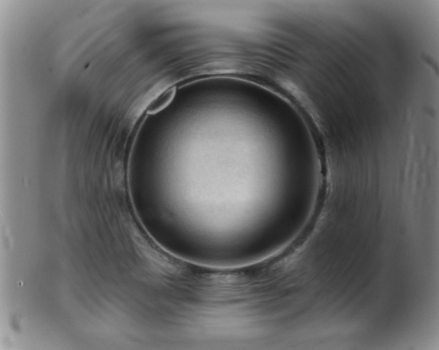 X0000099451465200805161010