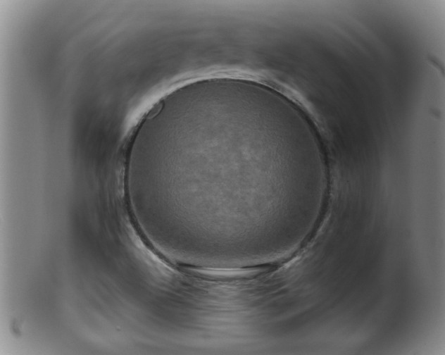 X0000099451504200805161010