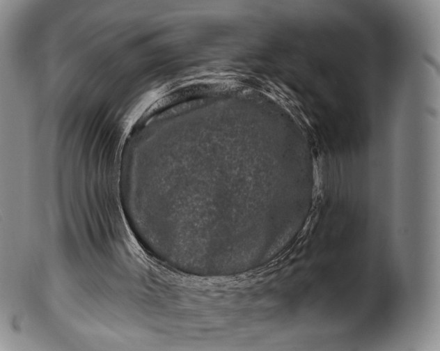 X0000099450003200805231753