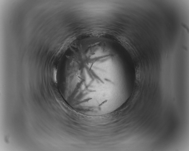 X0000099450046200805231752