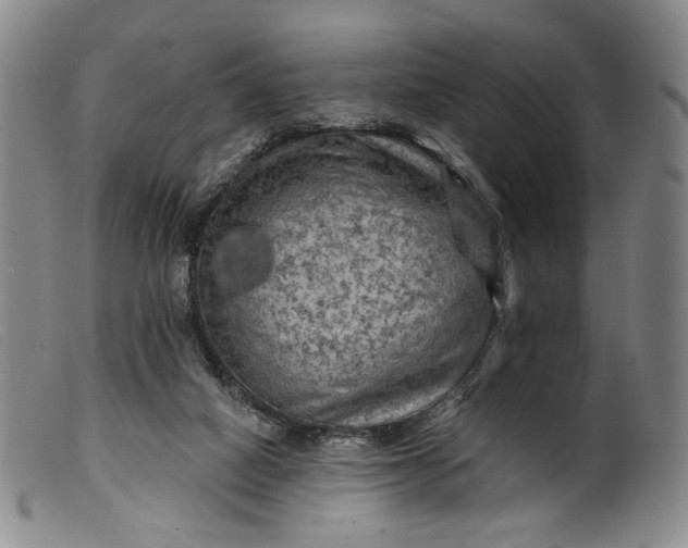 X0000099450066200805231752